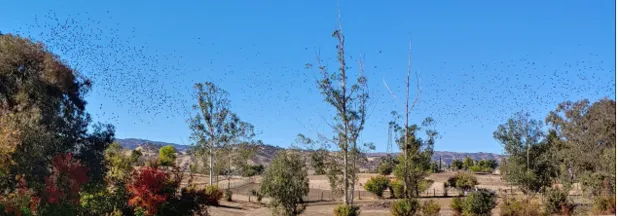 Murmuration. Photo by Michelle Schlegel