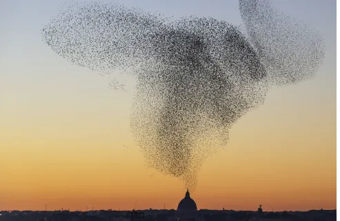 Murmuration in the sky above Rome, Italy. Photo by S&oslash;ren Solk&aelig;r