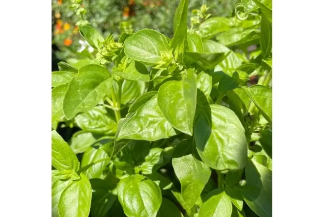 Green Italian basil leaves, with orange flowers in background.