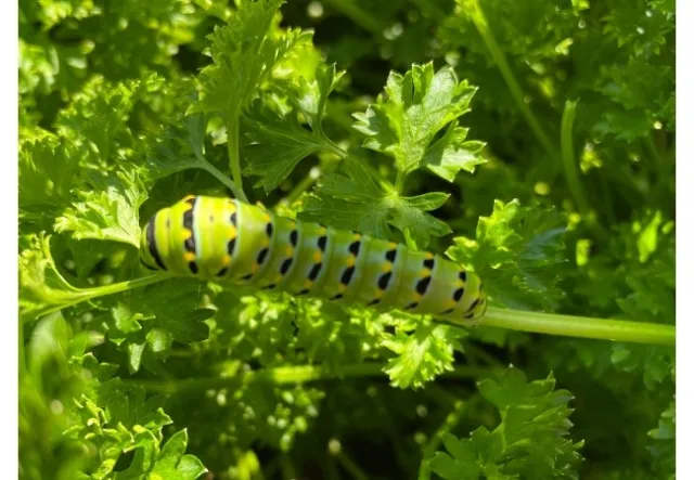 Green yellow and black caterpillar on green parsley leaves