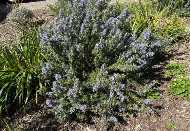 central green bush with purplish blue flowers, surrounded by other plants and wood mulch