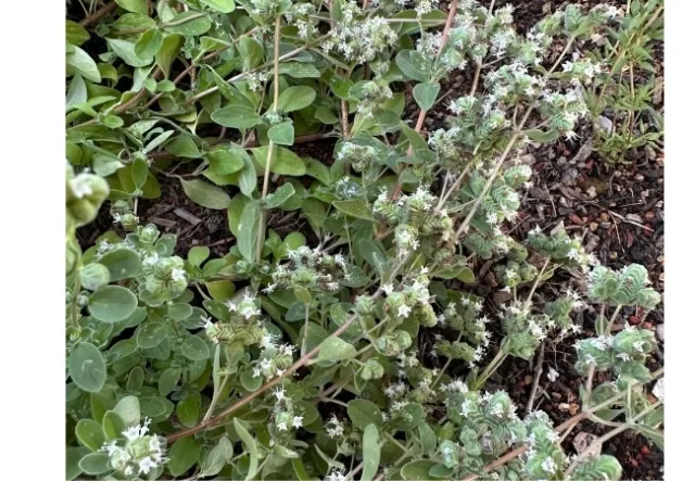 Grayinsh green marjoram bush with white flowers