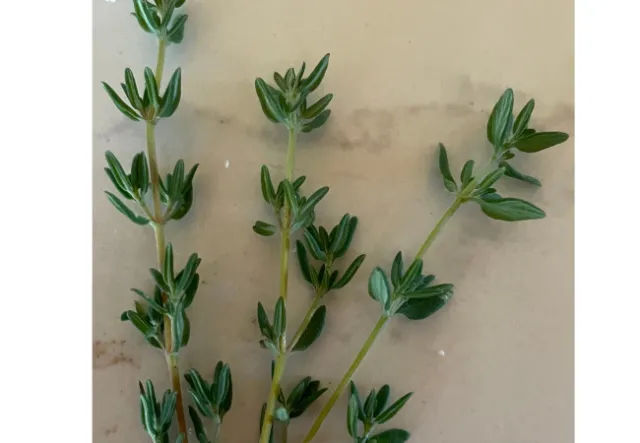 Small green thyme stems and leaves on tan background