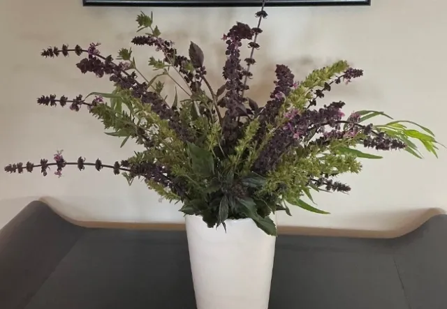A bouquet of herbs in a white vase