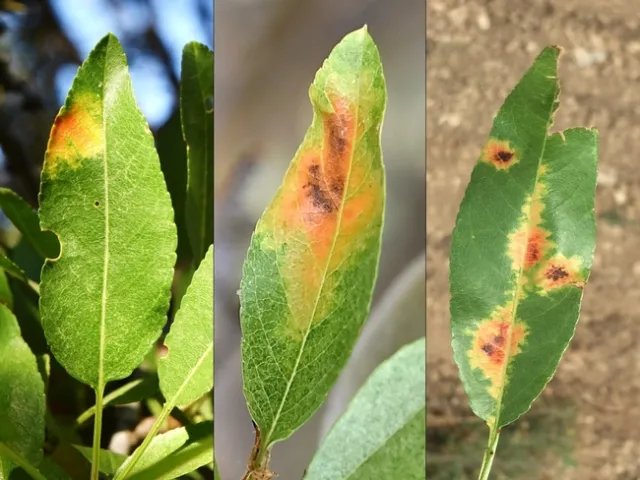 Red leaf blotch (RLB) that are large, yellow-orange and reddish-brown in their center