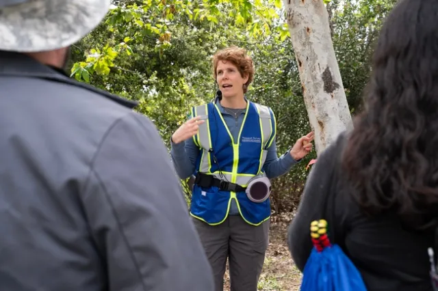 La experiencia de Beatriz Nobua-Behrmann, asesora de Extensión Cooperativa de UC, a quien se aprecia en la fotografía capacitando a voluntarios en la identificación de señales de la presencia del escarabajo barrenillo en el sur de California, informa ahora sobre la respuesta del ISHB en las comunidades del norte de California. Fotografía por Krystle Hickman, UC IPM