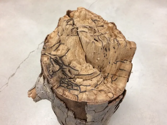 La hembra del ISHB crea 