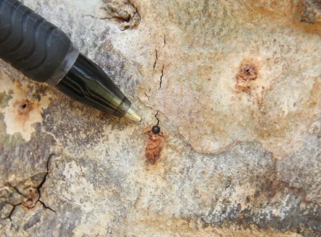 Cuando comparta la fotografía de un orificio de salida sospechoso de ser del ISHB, es recomendable que se incluya la punta de un polígrafo en la fotografía como punto de referencia. Fotografía por Monica Dimson, UCCE