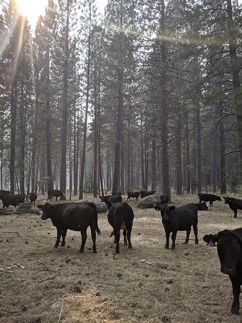 A couple dozen black cows surrounded by hazy air hoof it through forested land.