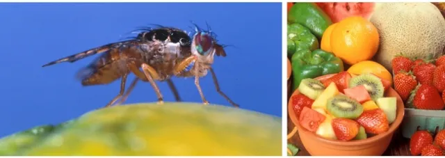 Left; A magnified tan and dark striped fly standing on a mango. Right; a bowl of sliced strawberries, kiwi, and cantaloupe surrounded by whole uncut fruits.