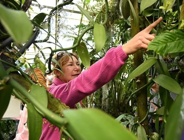 Marlene Simon, curator of the Botanical Conservatory (Photo by Kathy Keatley Garvey)