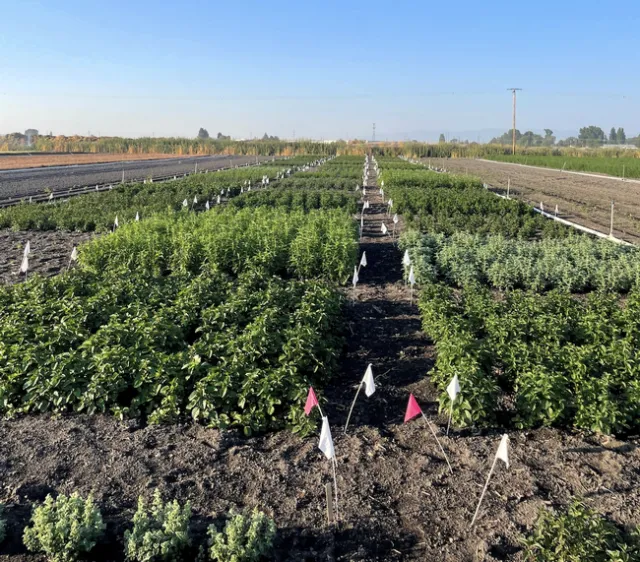 The Intermountain Research and Extension Center 2023 mint breeding block. Photo by Darrin Culp