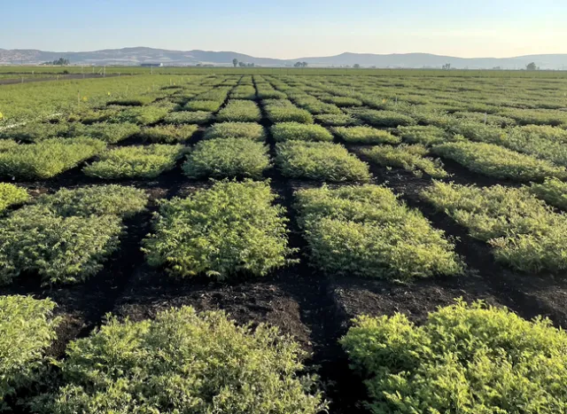 Garbanzo breeding is among the projects at IREC. Photo by Darrin Culp