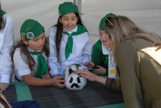 4-H participates in Ag Day at the Capitol every year. Their rabbits are popular with legislators and the public.