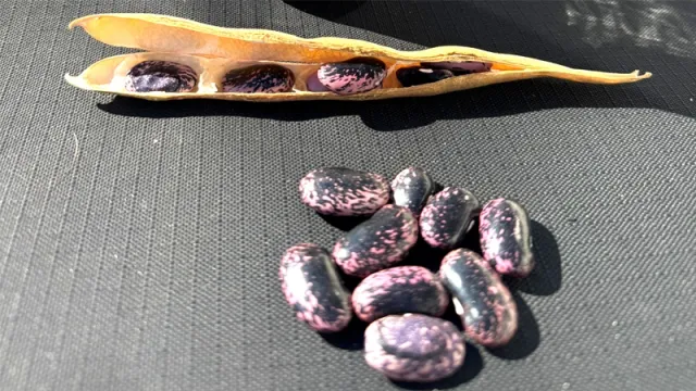 These scarlet runner beans were donated at a recent seed swap. Photo: Marie Steckmest