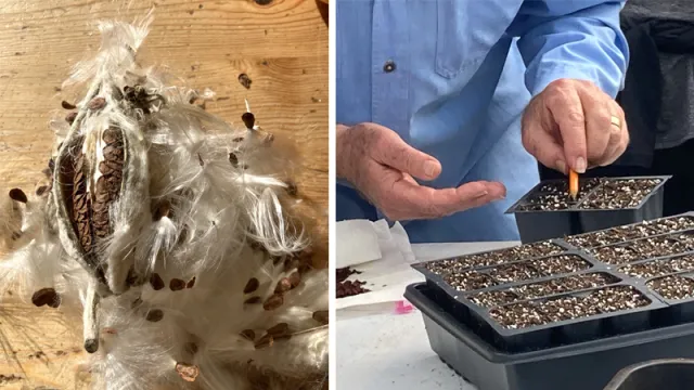 Propagating showy milkweed. Photo: Alice Cason