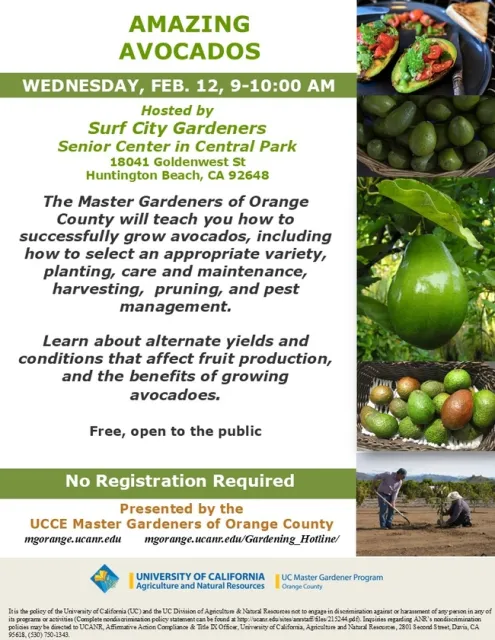 More Guac, Please! Learn to Grow Your Own Avocados