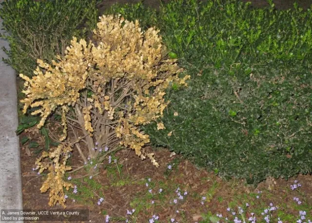 Boxwood dying from Phytophthora root rot. Photo by Jim Downer.