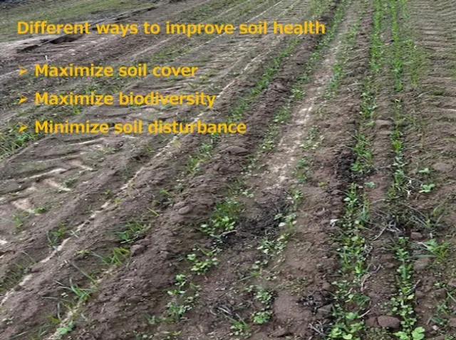 A field with cover crops emerging. Text over the image suggests ways to improve soil health