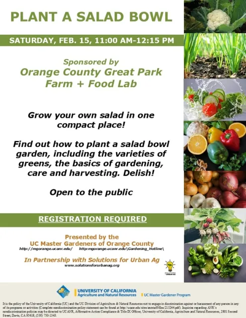 Fresh, Homegrown Salad—Learn How to Grow Yours