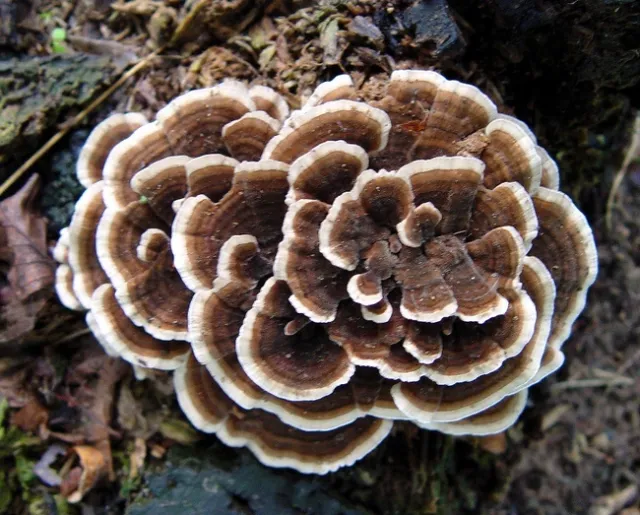 turkeytail fungus closer by zen is licensed under CC BY-NC-SA 2.0.