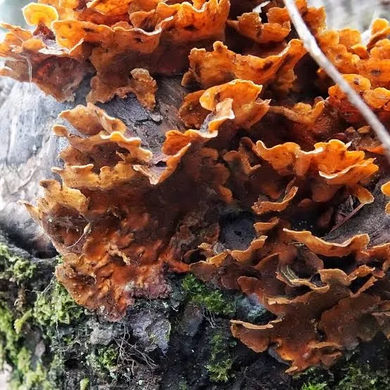 Stereum hirsutum from wikipedia