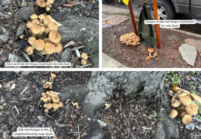 Oak root fungus mushroom collage by Judy Quan