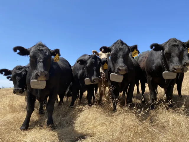 Vacas con collares de cercado virtual de diferente marca.