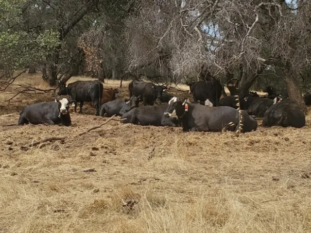 Cows gathering in the shade of a clump of trees