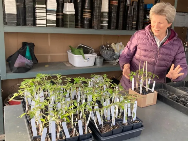 Susan Rosenthal shown with tomato transplants.