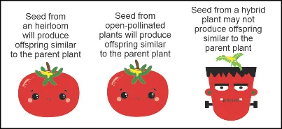 Heirloom, Open-Pollinated or Hybrid Tomato