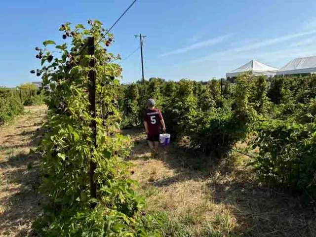 Gathering boysenberries at the Boysen Berry Farm in Orland. Joyce Hill
