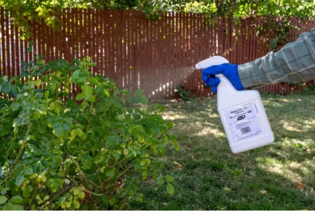A person wearing rubber gloves using a spray bottle to spray pesticide on a rose bush outside.