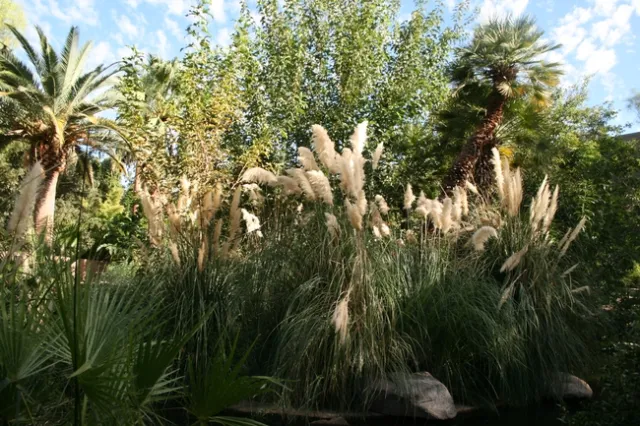 Mexican Feather Grass