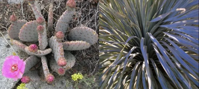 Succulents with high water content including Opuntia basilaris and Agave americana