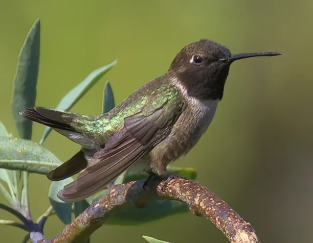 Greenish bird with black face underlined by a white stripe.