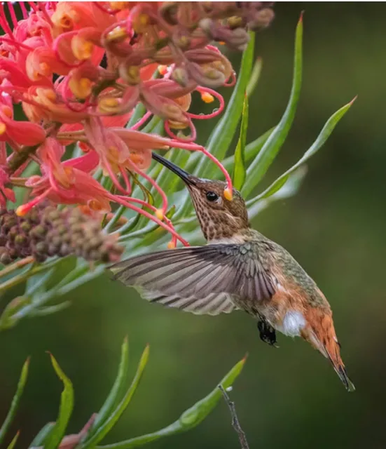 Tiny brown, green and white hummingbird sipping from a red flower.