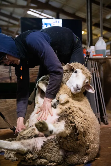 Trevor shearing sheep