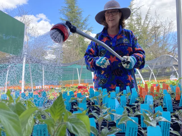 A master gardener watering a table full of vegetable seedlings for the annual plant sale
