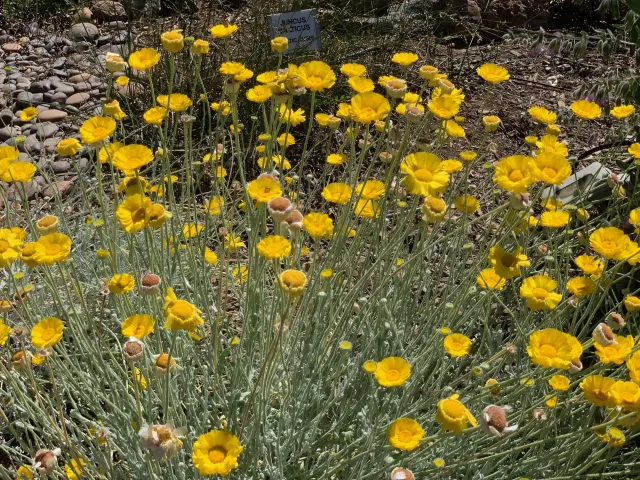 Desert marigold thriving in the Wildlife Habitat Garden at the Master Gardeners Demonstration Garden at Patrick Ranch. Laura Kling