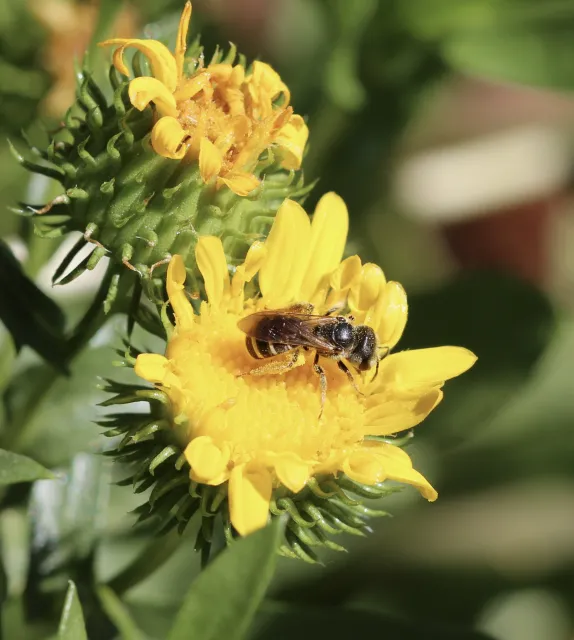 Female leafcutter bee on a Valley Gumweed flower. Michelle Graydon