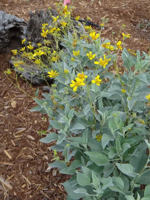 The flowers of brittlebush provide handy landing pads for pollinating insects. Brent McGhie