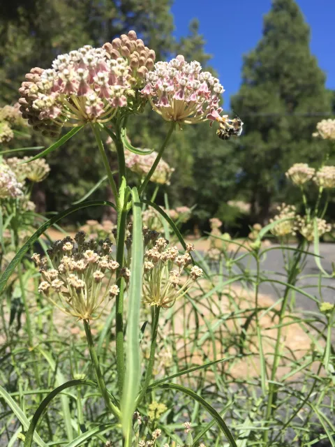 You can help migrating monarch butterflies by planting milkweed like this narrow leaf A. fascicularis. Kim Schwind