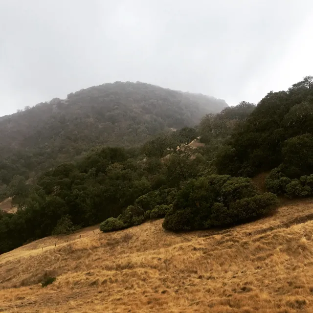 Picture of oak woodlands.