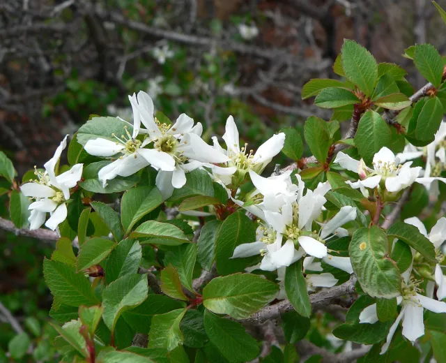 serviceberry