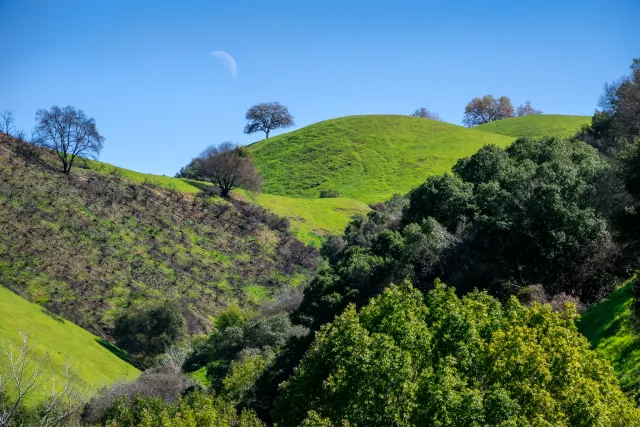 lush landscape with daytime moon