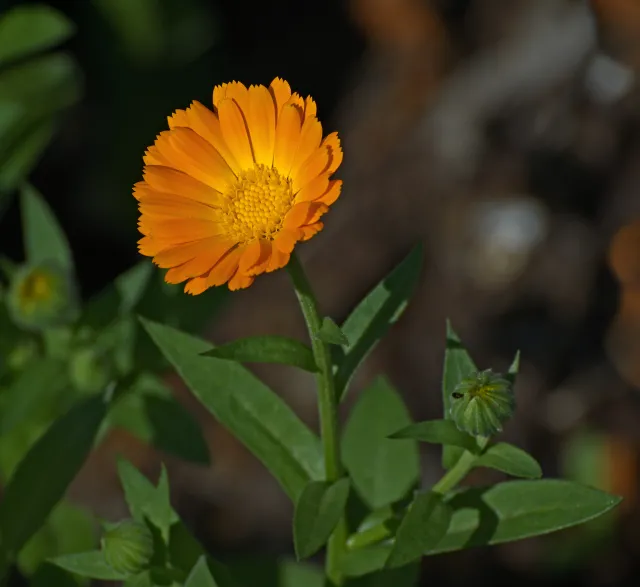 calendula