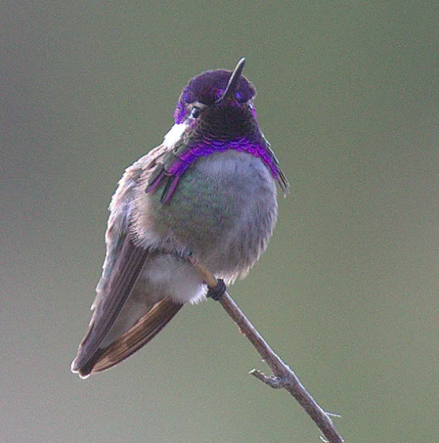 Bright purple head and neck of a small whitish gray bird.