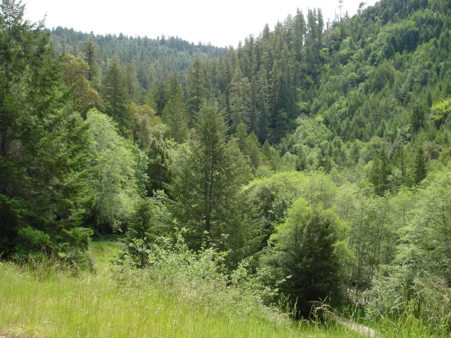 Picture of a mixed conifer forest