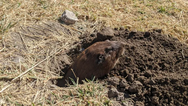 gopher and mound